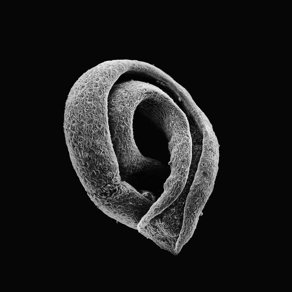 Showcase: Roscoffensis I/O by Miha Godec & Roscomoe Lab at OSMO/ZA, 27-30 Nov 2024