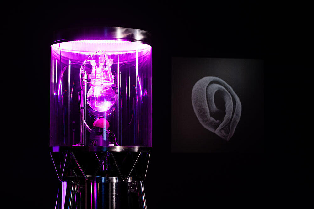 Showcase: Roscoffensis I/O by Miha Godec & Roscomoe Lab at OSMO/ZA, 27-30 Nov 2024