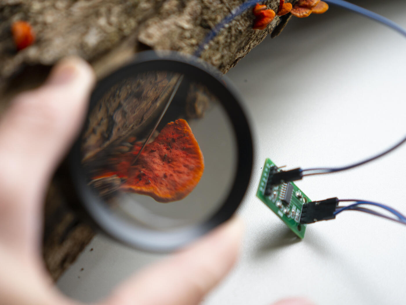 Meander/Boreal Forest LAB