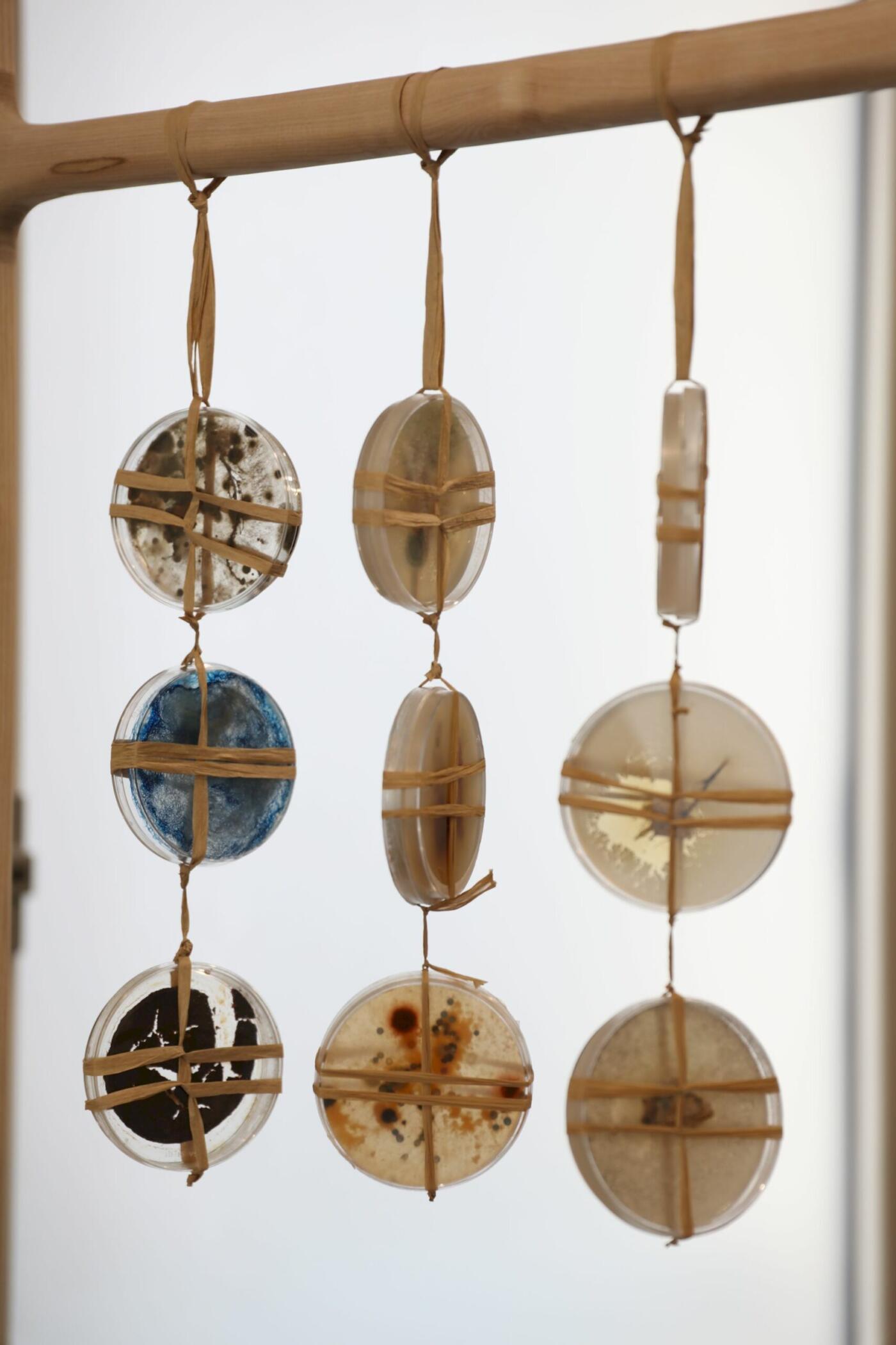 Installation detail: Petri dish experiments
