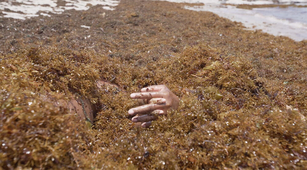 Synthetic Becoming: Life in the Molecular Commons (Vit Bohal, March 2023)